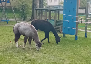 Alpaki w ogrodzie przedszkolnym.