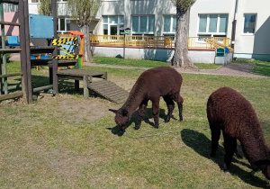 Alpaki w ogrodzie przedszkolnym.
