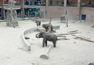 Słonie na wybiegu w ZOO Orientarium.