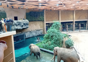 Słonie na wybiegu w ZOO Orientarium.