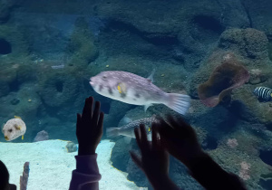 Ryby w łódzkim Orientarium.