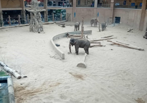 Słonie na wybiegu w ZOO Orientarium.