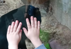 Niedźwiadek w łódzkim ZOO.
