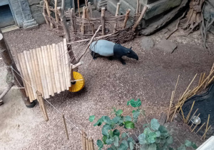 Tapir w łódzkim ZOO.