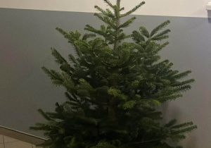 Żywe, świąteczne drzewko stoi w przedszkolnej szatni.