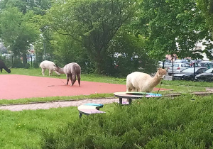 Alpaki w ogrodzie przedszkolnym.