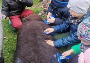 Dzieci z grupy Żabki czeszą leżącą alpakę.