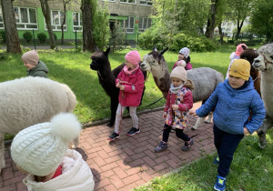 Dzieci z grupy Motylki z alpakami w ogrodzie przedszkolnym.