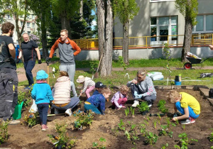 Rodzice, dzieci oraz kadra Przedszkola sadzą rośliny w ogródku owocowo - warzywnym.