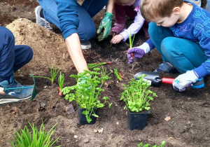 Nauczycielka z dziećmi sadzi rośliny w ogrodzie.