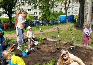 Rodzice i dzieci sadzą rośliny w ogródku owocowo - warzywnym.