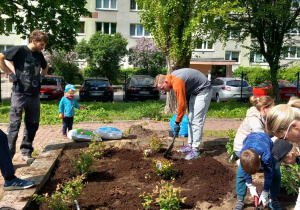 Rodzice i dzieci sadzą rośliny w ogródku owocowo - warzywnym.