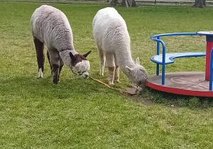 Alpaki w ogrodzie przedszkolnym.