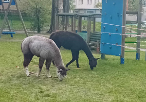 Alpaki w ogrodzie przedszkolnym.