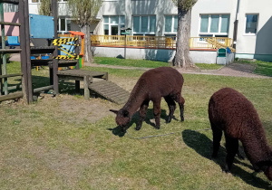 Alpaki w ogrodzie przedszkolnym.