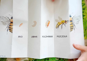 Cykl życia pszczoły.
