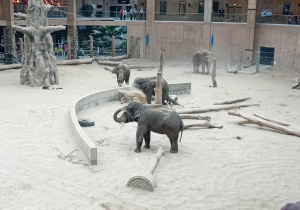 Słonie na wybiegu w ZOO Orientarium.