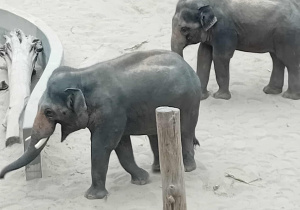 Słonie na wybiegu w ZOO Orientarium.