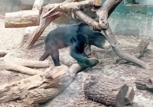 Niedźwiadek w łódzkim ZOO.