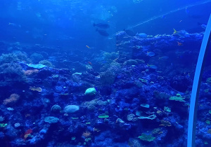 Ryby w łódzkim Orientarium.