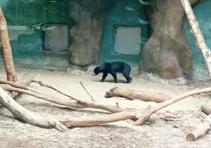 Niedźwiadek w łódzkim ZOO.