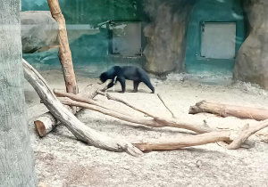 Niedźwiadek w łódzkim ZOO.