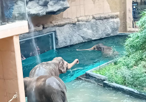 Słonie na wybiegu w ZOO Orientarium.