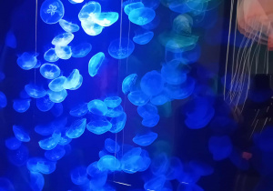 Meduzy w łódzkim Orientarium.
