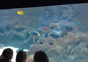 Ryby w łódzkim Orientarium.