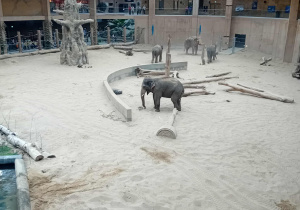 Słonie na wybiegu w ZOO Orientarium.