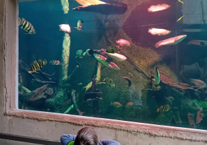 Ryby w łódzkim Orientarium.