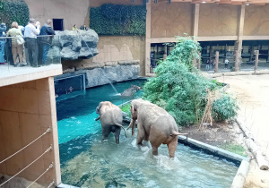 Słonie na wybiegu w ZOO Orientarium.