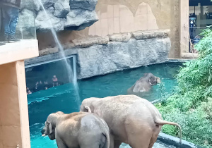 Słonie na wybiegu w ZOO Orientarium.