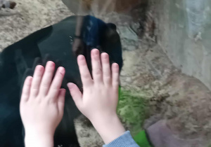 Niedźwiadek w łódzkim ZOO.