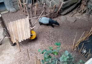Tapir w łódzkim ZOO.
