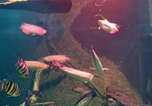 Ryby w łódzkim Orientarium.