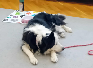 Sunia Lili leży na dywanie.