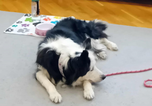 Sunia Lili leży na dywanie.