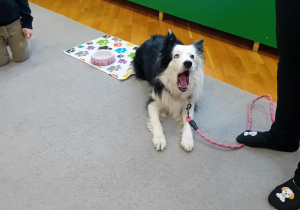 Sunia Lili leży na dywanie.