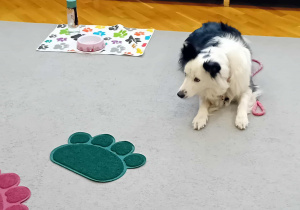 Sunia Lili leży na dywanie.