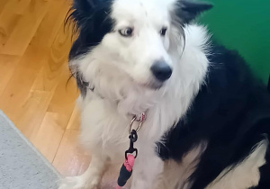 Sunia Lili siedzi na dywanie.