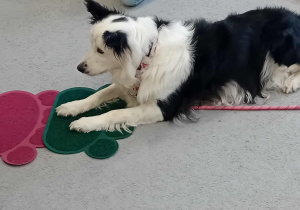 Sunia Lili leży na dywanie.