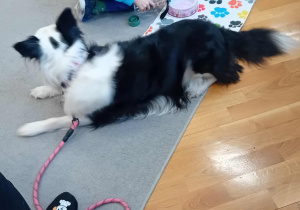 Sunia Lili leży na dywanie, a przed nią siedzi dziecko nalewa wody do jej miseczki.