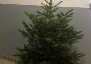 Żywe, świąteczne drzewko stoi w przedszkolnej szatni.