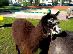 Alpaka w ogrodzie przedszkolnym.