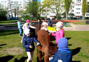 Dzieci w ogrodzie przedszkolnym czeszą alpaki.