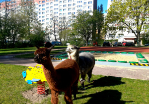 Alpaki w ogrodzie przedszkolnym.