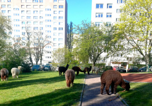 Alpaki w ogrodzie przedszkolnym.