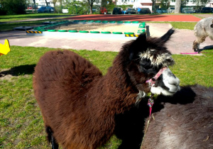 Alpaki w ogrodzie przedszkolnym.