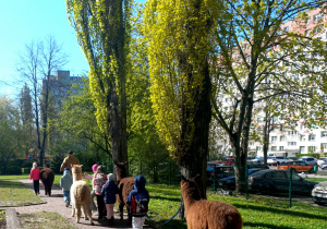 Dzieci w ogrodzie przedszkolnym spacerują z aplakami.